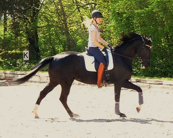 dressage horse Moon River (German Warmblood, 2008, from Graf Skalde)