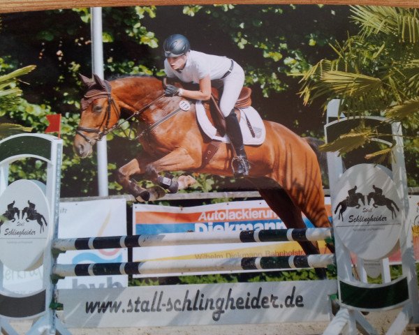 jumper Cariko 2 (Westphalian, 2010, from Congress)