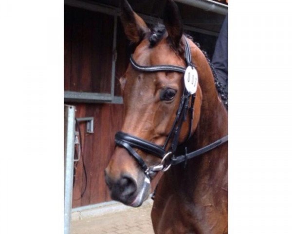 horse Aponti xx (Thoroughbred, 2007, from Intendant xx)