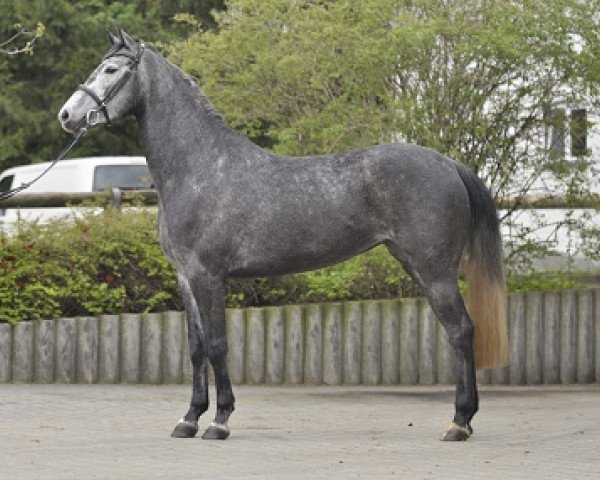 Zuchtstute Calkelis (Westfale, 2009, von Calido I)