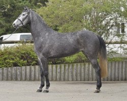 broodmare Calkelis (Westphalian, 2009, from Calido I)