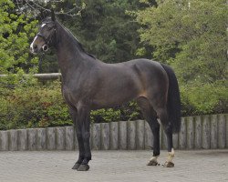 broodmare Caronne 2 (Westphalian, 2008, from Caretello B)