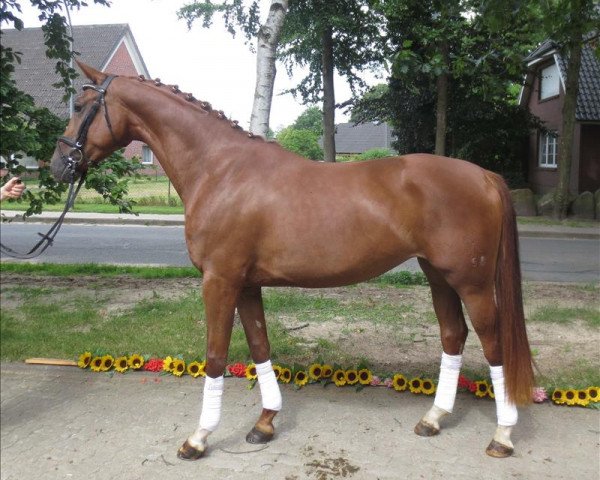 broodmare Edition's Davinia (Hanoverian, 2010, from Davignon I)
