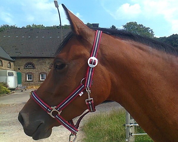 horse Capitana Lavina (Westphalian, 2010, from Captain Fire)