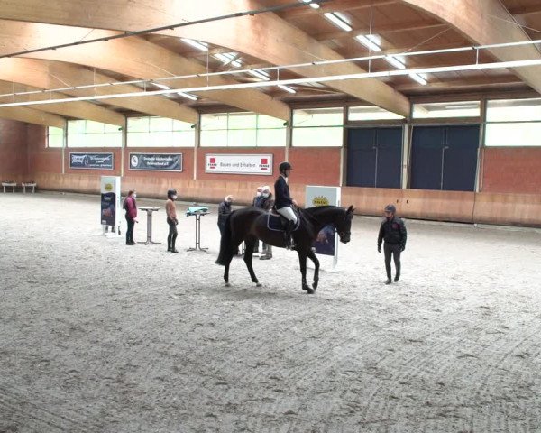Stutenleistungsprüfung & Eintragung in Wickrath 2021