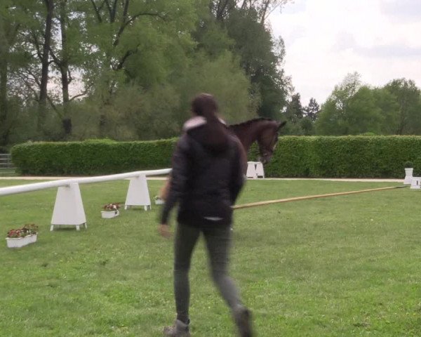 Stutenleistungsprüfung Münster- Handorf
