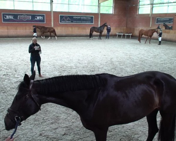Stutenleistungsprüfung & Eintragung in Wickrath 2021
