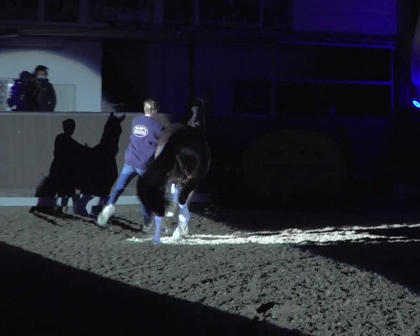Online Hengstschau Rüscher-Konermann 2021