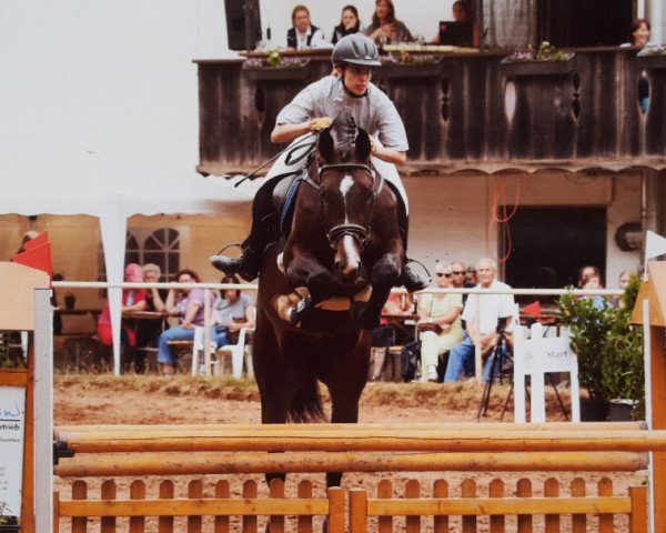 Springpferd Rubin K (Westfale, 2008, von Rubitano) Springpferd Rubin K (Westfale, 2008, von Rubitano)