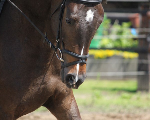 Dressurpferd Casparr (Holsteiner, 2010, von Clinton I)