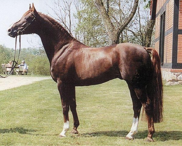 stallion Abrax (Mecklenburg, 1991, from Adriano 3397)