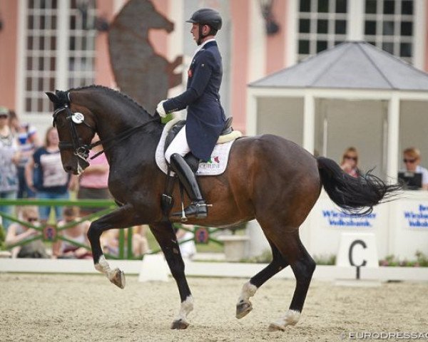 dressage horse Fideramber (Westphalian, 2000, from Fidermark)
