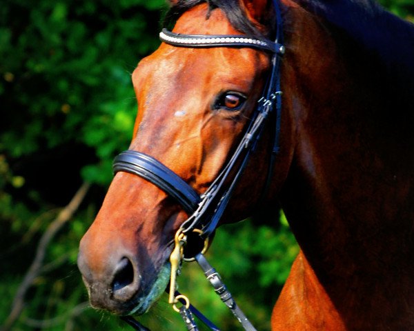 horse Santano 72 (Trakehner, 1997, from Domhardt)
