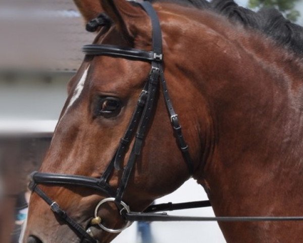 dressage horse Hennigs Remus de la Font (Selle Français, 2005, from Münchhausen)