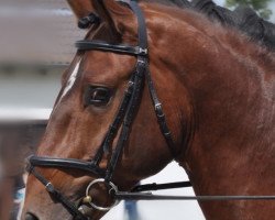 dressage horse Hennigs Remus de la Font (Selle Français, 2005, from Münchhausen)