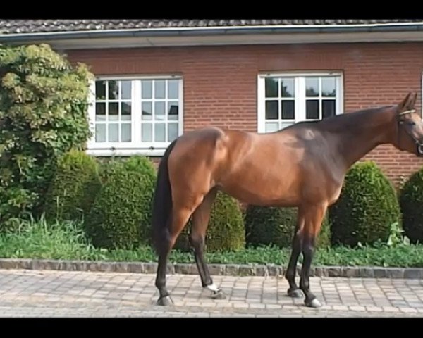 horse Cathy Lane (Westphalian,  , from Carell)