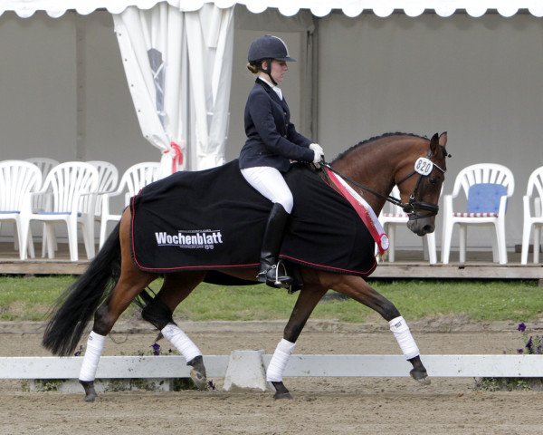 Zuchtstute Daddy's Chanel (Deutsches Reitpony, 2011, von FS Daddy Cool)