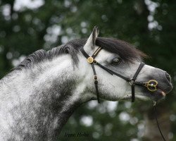 Deckhengst Kienbergs Montender (Welsh Pony (Sek.B), 2005, von Breeton Bric)