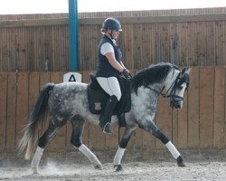 stallion Frankenhoeh's Showtime (Welsh-Pony (Section B), 2006, from Frankenhoeh's Sunlight)