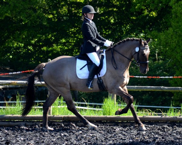 dressage horse Ulfenbach Dulcor C (German Riding Pony, 2006, from Derano Gold)