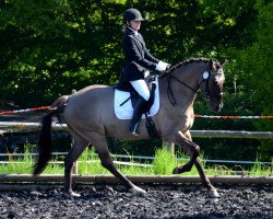 Cavallo da Dressage Ulfenbach Dulcor C (Pony da Sella Tedesco, 2006, di Derano Gold)