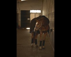 jumper Chersonas (Lithuanians Warmblood, 2002, from Verdenas)