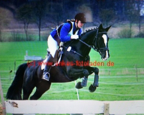 jumper Panina 12 (Westphalian, 2001, from Pep)