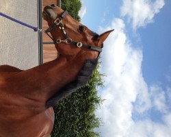 jumper Dia Fina (Hanoverian, 2009, from Diarado)