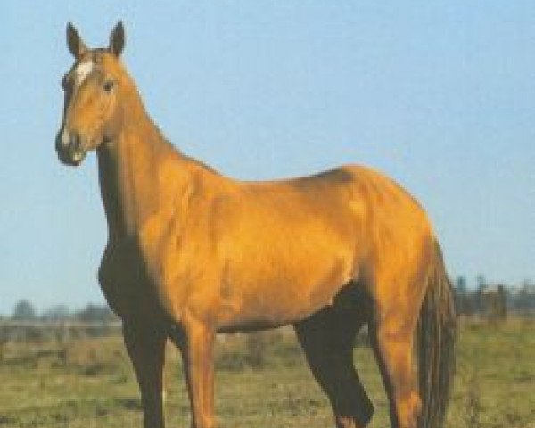 stallion Mamed (Akhal-Teke, 1988, from Arslan)
