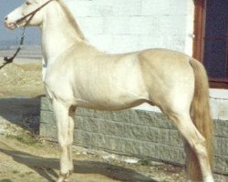 Deckhengst Pyakize (Achal Tekkiner, 1984, von Polotli)