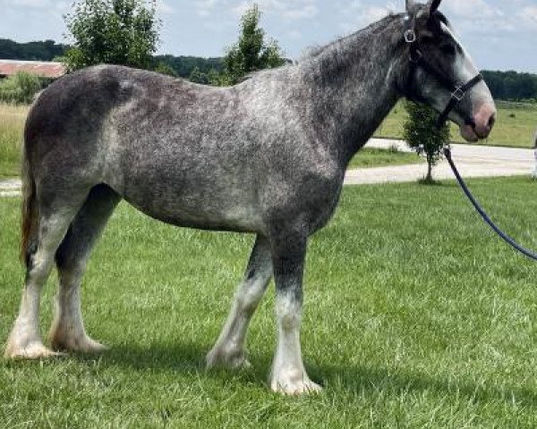 Pferd H.R. Blue Breeze (Clydesdale, 2018, von Boulder Bluff Code Blue)