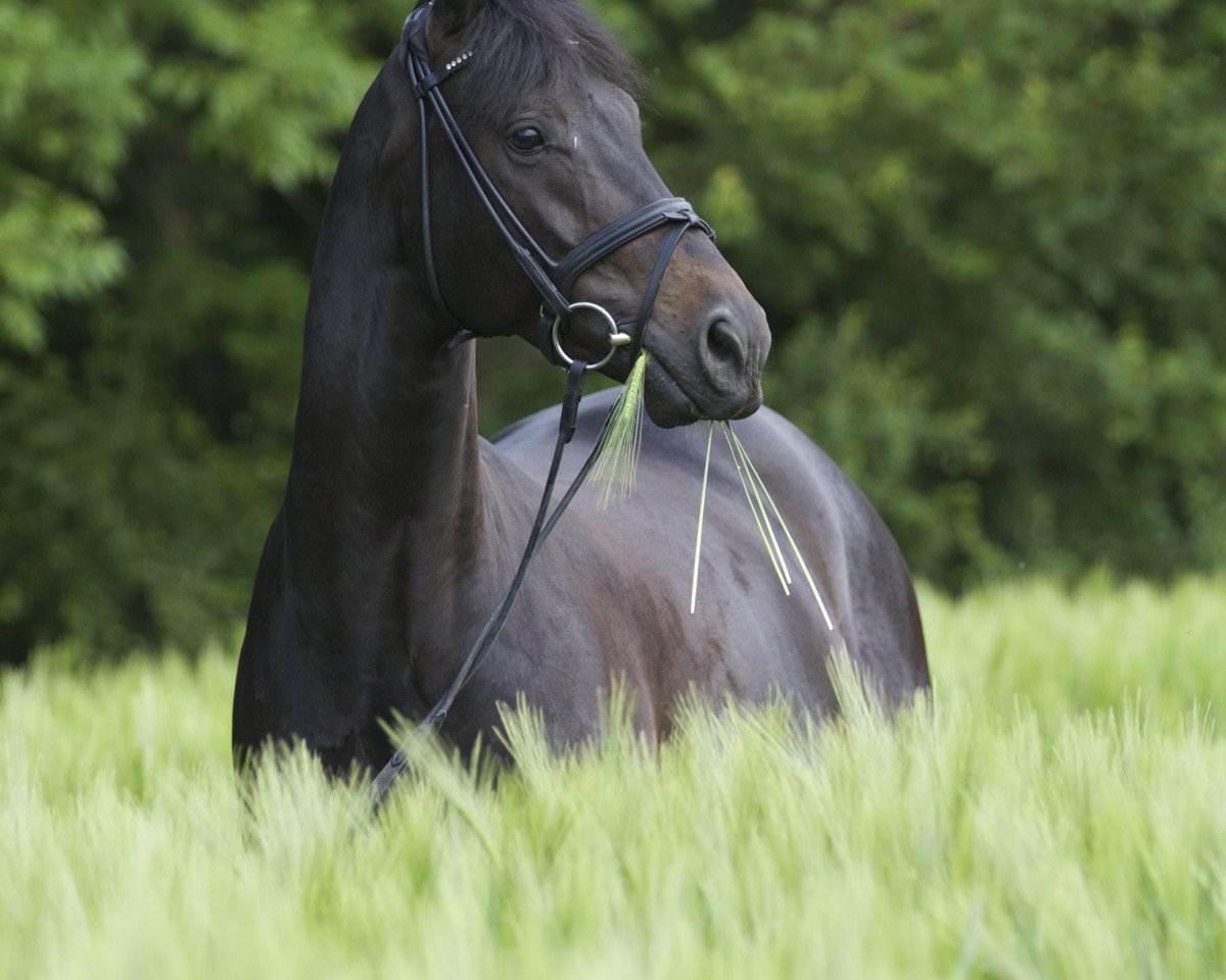dressage horse Lets Dance 6 (Rhinelander, 2008, from Lord Loxley I)
