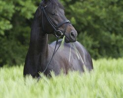 dressage horse Lets Dance 6 (Rhinelander, 2008, from Lord Loxley I)