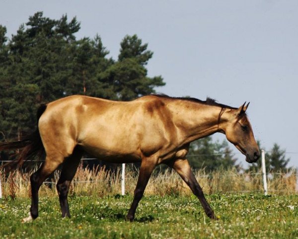 Zuchtstute Alazne (Achal Tekkiner, 2008, von Almaz) Zuchtstute Alazne (Achal Tekkiner, 2008, von Almaz)