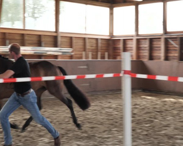 Hannoveraner Zuchtstutenprüfung mit Prämierung in Ankum 2021