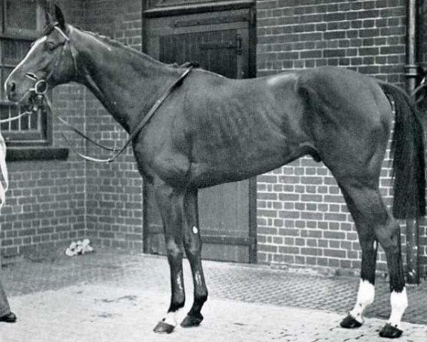 stallion Nirgal xx (Thoroughbred, 1943, from Goya xx)