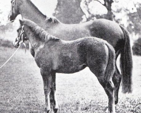broodmare Illuminata xx (Thoroughbred, 1877, from Rosicrucian xx)