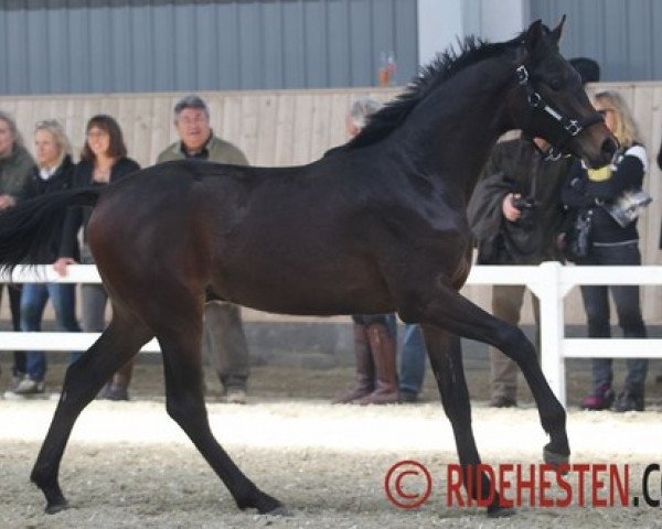 horse A bit of Heaven (Oldenburg, 2012, from Apache)