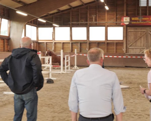 Hannoveraner Zuchtstutenprüfung mit Prämierung in Ankum 2021