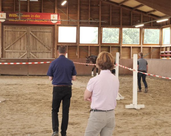 Hannoveraner Zuchtstutenprüfung mit Prämierung in Ankum 2021