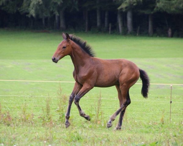Pferd Franz Ferdinand I (Trakehner, 2014, von Saint Cyr)