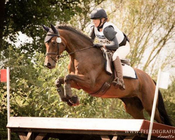 jumper Maxima Wsc (Trakehner, 2006, from Summertime)