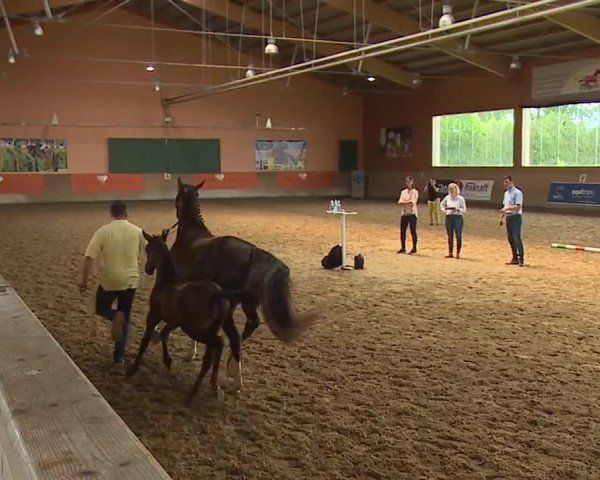 Hannoveraner Zuchtstutenprüfung mit Prämierung in Ingolstadt 2021