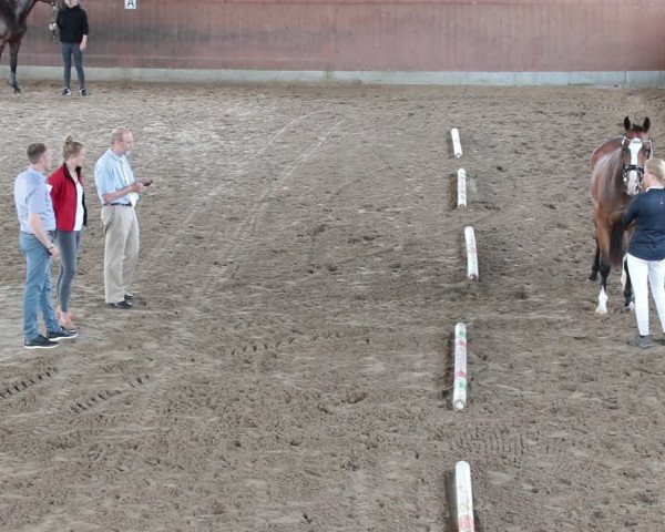 Hannoveraner Zuchtstutenprüfung mit Prämierung in Braunschweig-Hondelage 2021