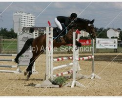 dressage horse Don Fabio 2 (Brandenburg, 2002, from Don Rosario)