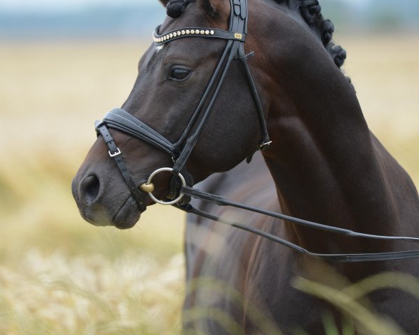 stallion Diamond's Paint in Black (German Riding Pony, 2009, from Reitland's Du oder Keiner)