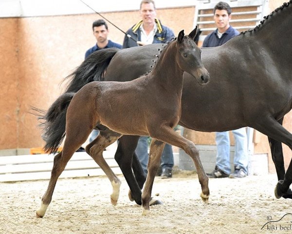Pferd HF von Foundation (Oldenburger, 2014, von Foundation 2)