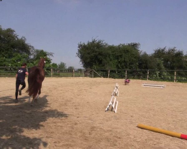 Stutenleistungsprüfung Soest 2021