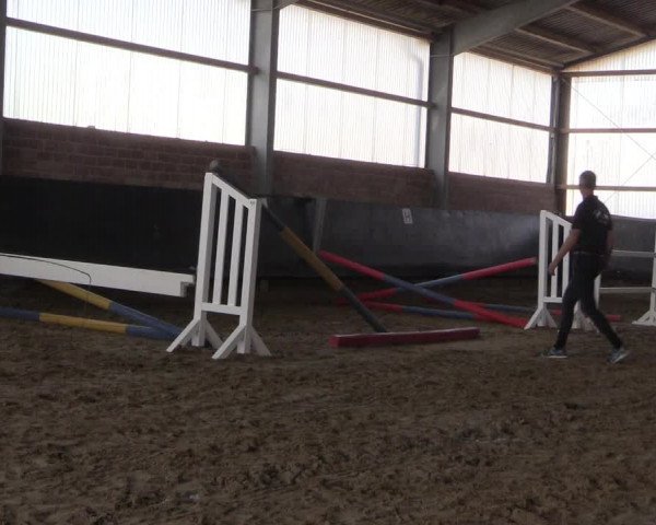 Stutenleistungsprüfung Soest 2021