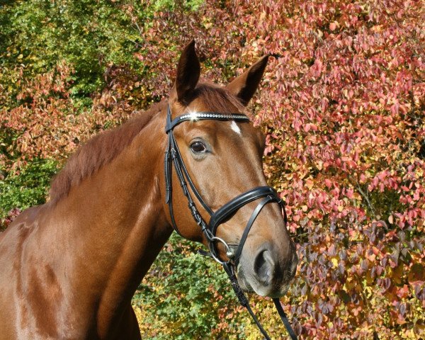dressage horse Le Mont d'Or (German Sport Horse, 2005, from Lafitte)